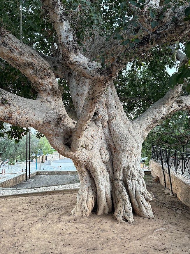 The Ayia Napa Quest